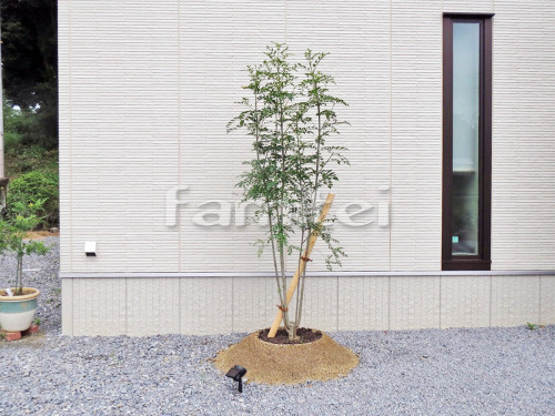 ����ܥ�ĥ꡼ ���ޥȥͥꥳ ���м� ����