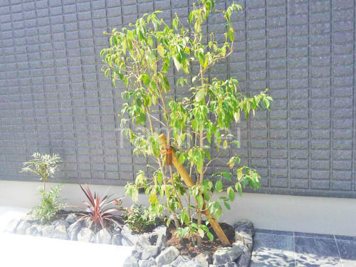 ����ܥ�ĥ꡼ ��ޥܥ��� ���ռ� ���� �䷪��