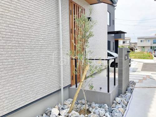 シンボルツリー オリーブ 常緑樹 植栽