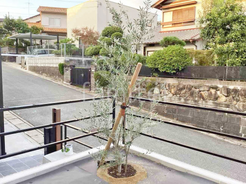 ����ܥ�ĥ꡼ ���꡼�� ���м� ����