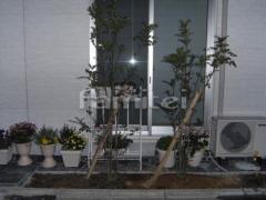 植栽 シンボルツリー 常緑シマトネリコ