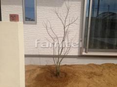ヤマモミジ 落葉樹 植栽
