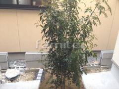 植栽 シマトネリコ